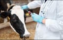Veterinariya xizmati. Veterinar vrach