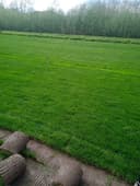 Gazon tayor rulonlari landshaft xizmati