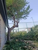 Дарахт кесиш хизмати aбрезка дерево бензaпила услуга.