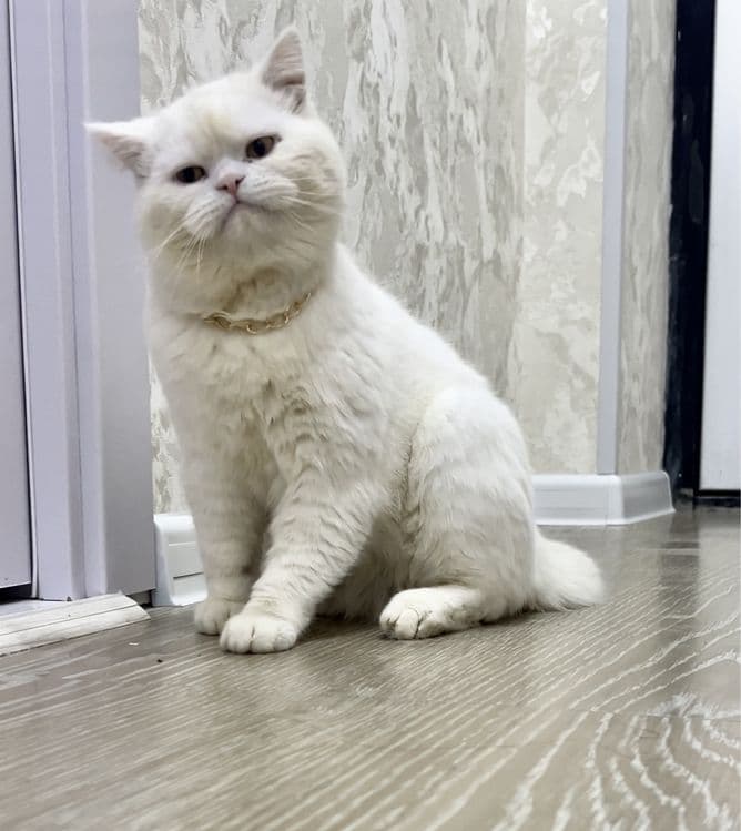 Vyazka Britansky ( Gegant) oq mushuk bor — 1