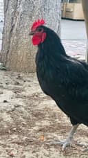 Qora shaxzoda, Qichqirganiga 1oy bo'ldi
