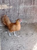 Продаётся молодая японская курочка