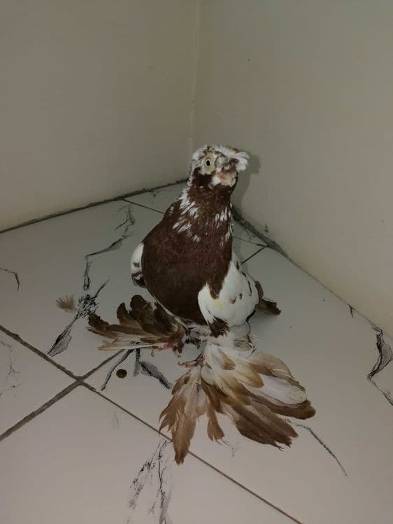 Галубка ей год из под чины напродажу — 1