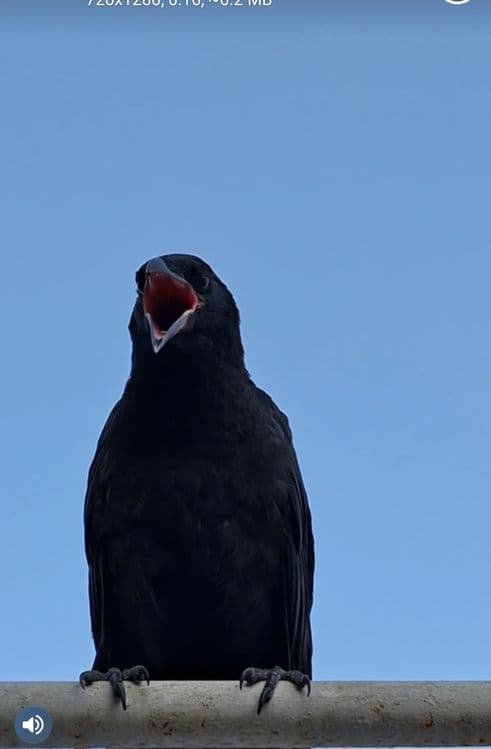 Кора карга Qarga sotiladi — 1