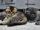Продаётся милые котята