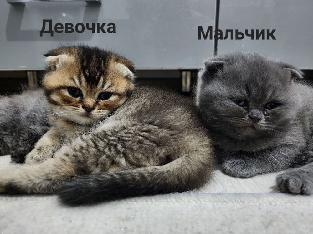 Продаётся милые котята — 1