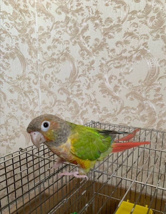 Perura sotiladi 1 yow ruchnoy qush odammi yaxshi koradi — 1