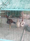 Куланги хуроз ва куланги товуклар
