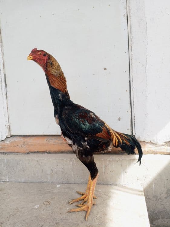 kulangi xoroz mokiyonlar — 1