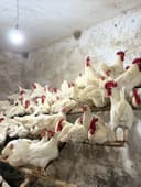 Легорун бели стандарт зотли товух тухумлари хамда жужасига закас олами