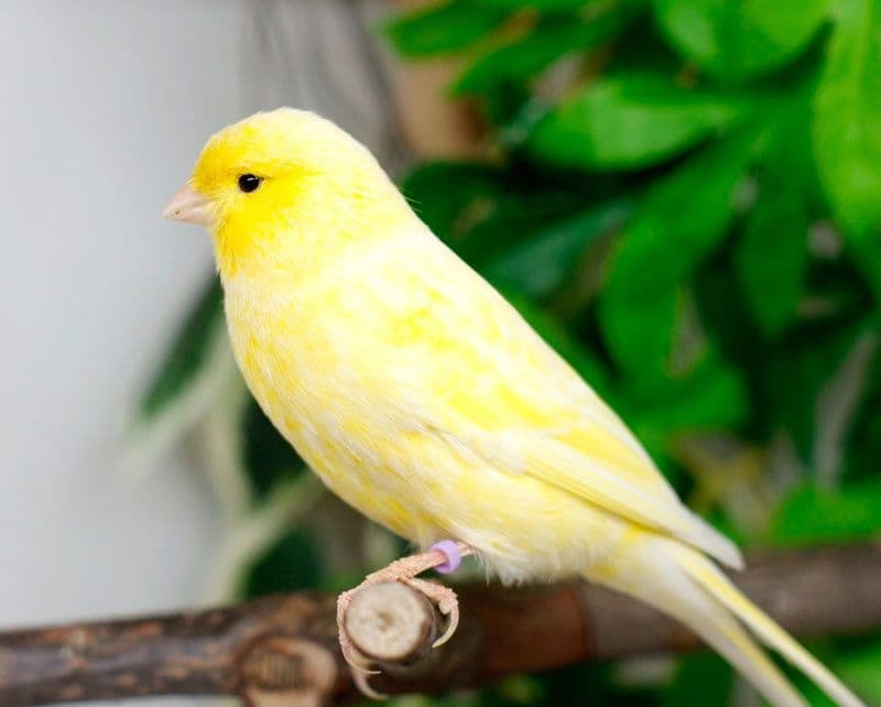 Канарейки на продажу — 1