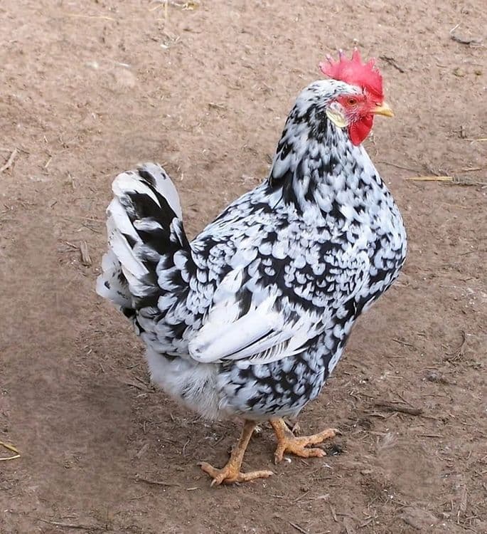 Леггорин далматинец семя сотилади — 1