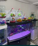 Akvarium va Baliqlar MAGAZIN