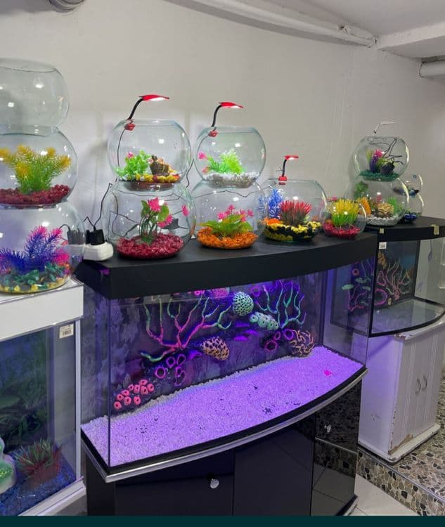 Akvarium va Baliqlar MAGAZIN — 1