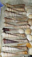 Ракушки- натуральные дары моря