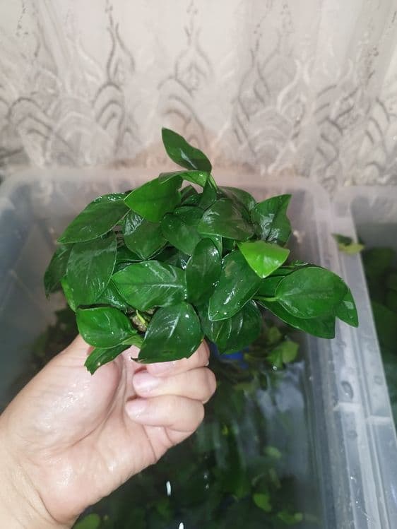 Anubias barteri1 petit — 1