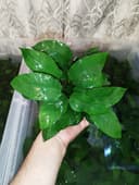 Anubias karlikoviy