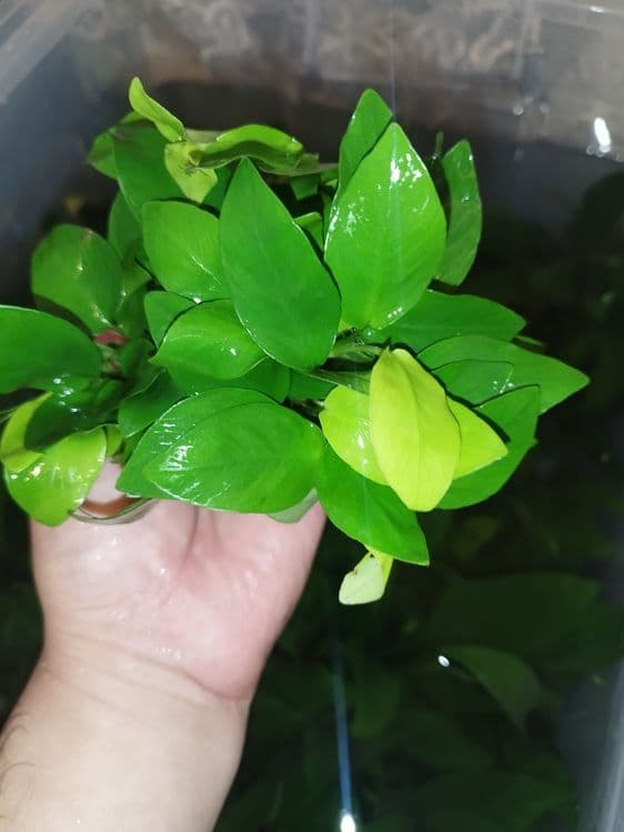 Anubias Golden barteriya — 1