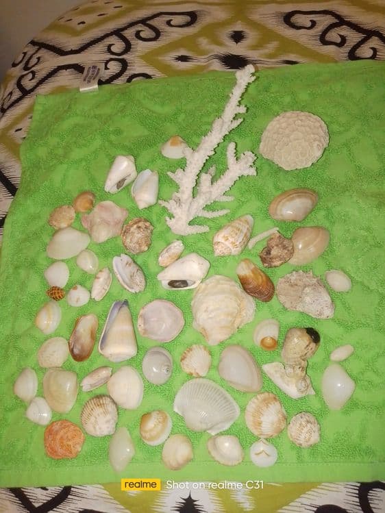 Ракушки морские из Дубая — 1