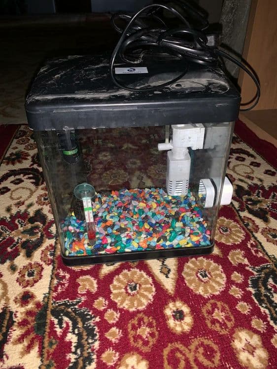 10 litrli akuarium — 1