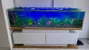baliqga akvarium