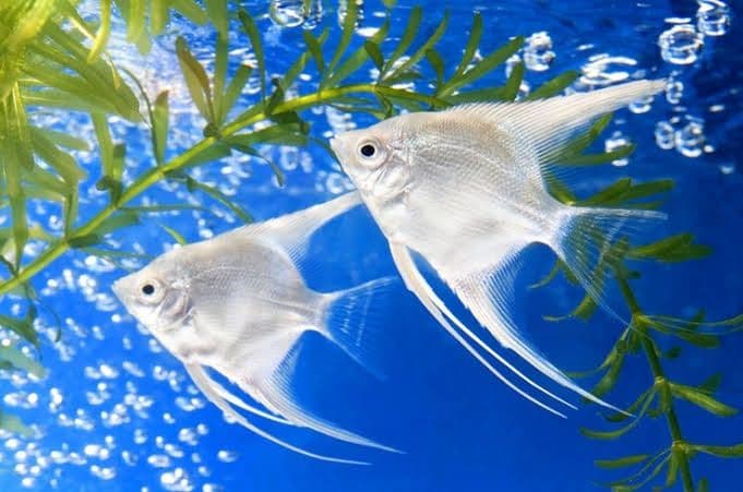 Скаляри рибки привазное — 1