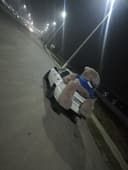 Teddiy kottasi yangidak turpti