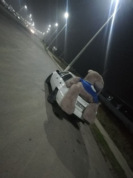 Teddiy kottasi yangidak turpti — 1