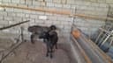 Курбонлик учун куйлар