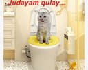 mushuk uchun gorshok