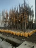 Manzarali daraxt ko'chatlari