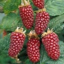 Tayberry (Ejemalina) ko'chatlari