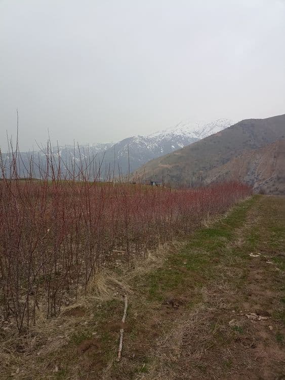 Мевали дарахтлар кучатлари — 1