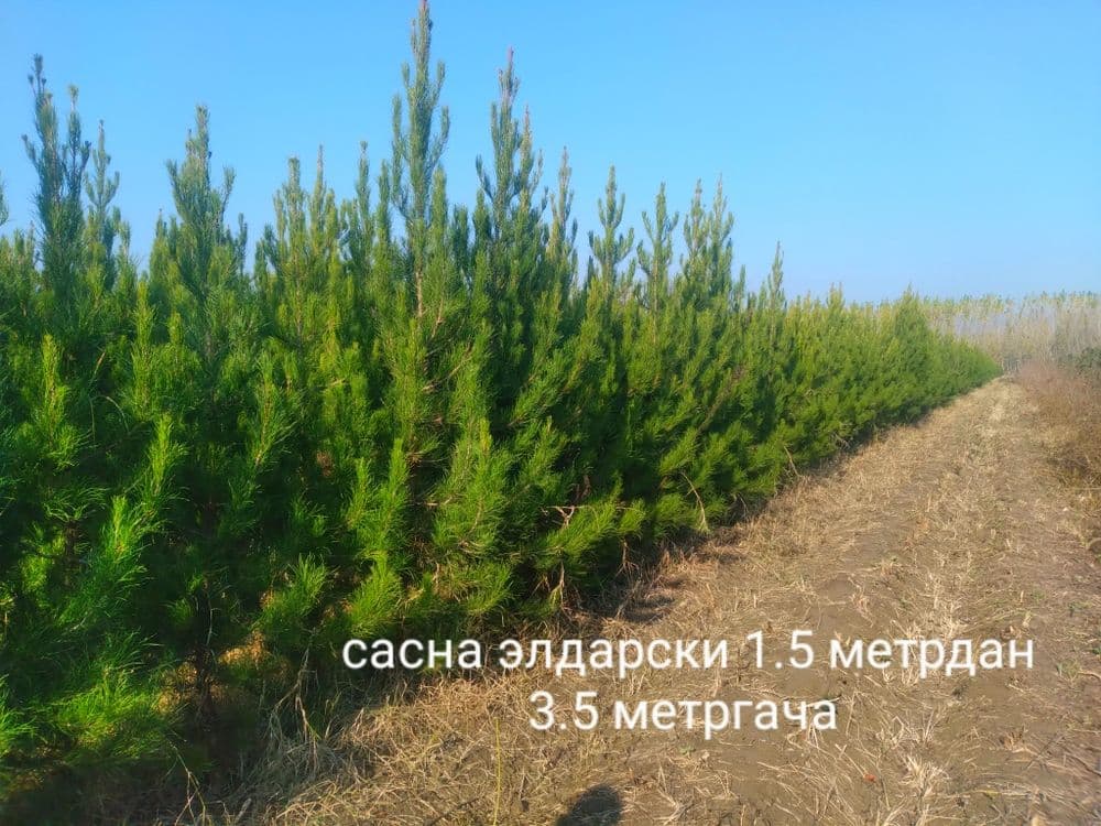 Арча 4 хил. Ва декаративний кучатлар — 1