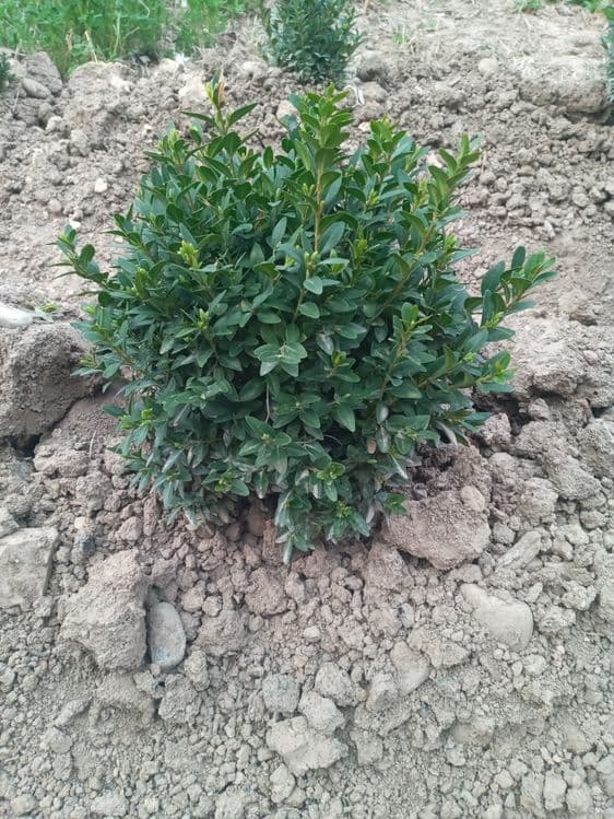Shamshod mayda kochatlar — 1
