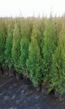 Арча кучатлари бор арзон нархларда кучатлар зур !