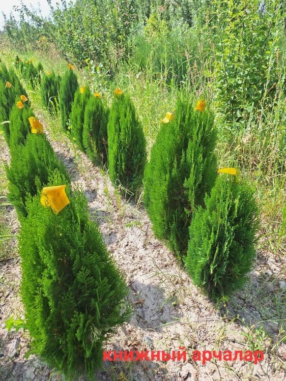 Арча кучатлар сотилади. — 1