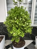 Dekarativni darxt