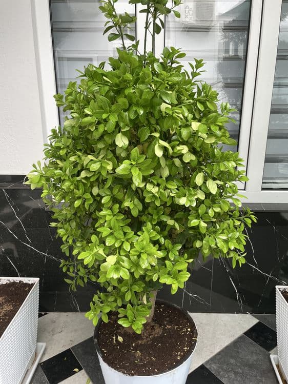 Dekarativni darxt — 1
