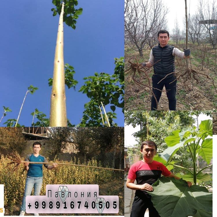 Павлония ФТЕ кучатлари бор арзон нархда — 1