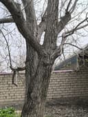 Yong'oq daraxti sotiladi