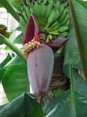 Banan papaya ananas Sitrus ko'chatlar sotiladi