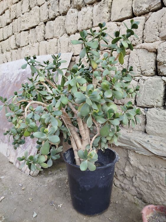Dollor gul. Holati a'lo — 1