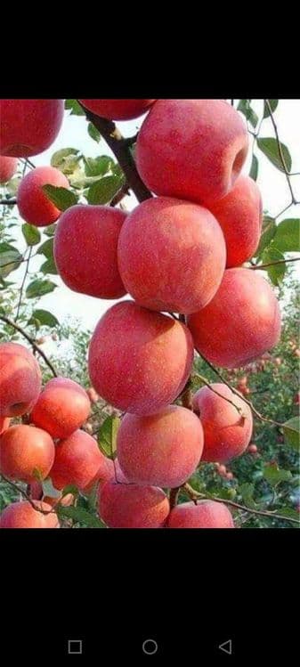 Мевали кучатлар оптим сотилади — 1