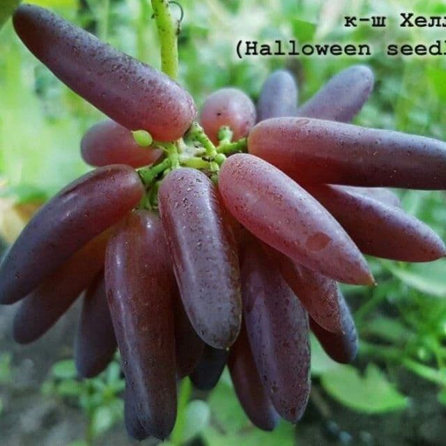 HOSILGA kirgan ko'chatlar — 1