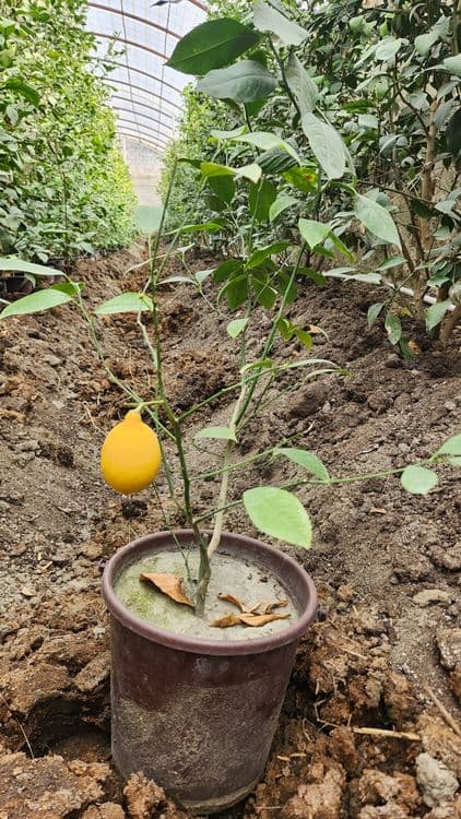 Limon kuchat Lisbon nav gullagan — 1