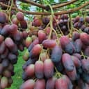 Яшил Макон учун махсус кучатлар