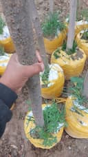 Самарканд декративни дарах бор гарантийа килмиз келшлган холда