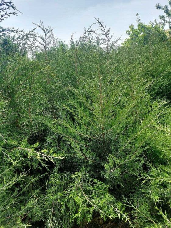 Можжевельник кучатлари сотилади — 1