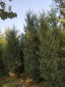 Арча кўчат мoжжевелник